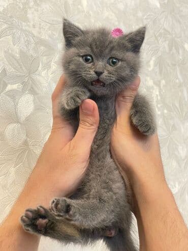 pişik paltarları: Britan, Erkək, Yaxşı əllərə, Ödənişli çatdırılma — 6