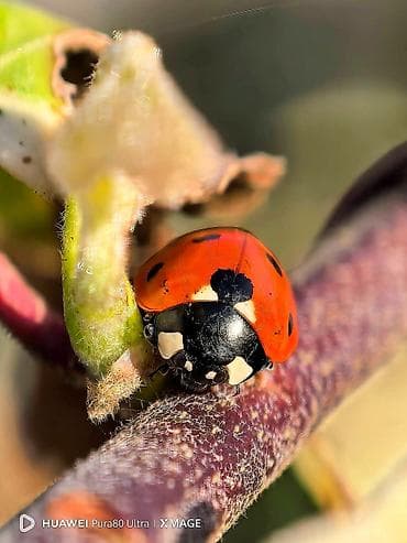 oneplus: Huawei Pura 70 Ultra, 512 GB, rəng - Qızılı — 8