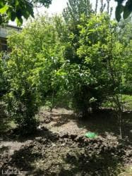 kirayə evlər 2024 ucuz: 3 otaqlı, 116 kv. m, Orta təmir — 6