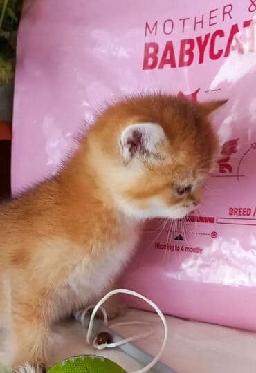 породистые котята в добрые руки: Британская, Самка, В добрые руки, Самовывоз — 10