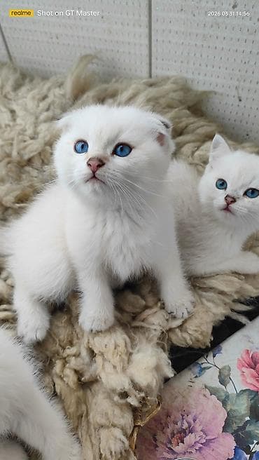 pişiyler: Şotland yastı qulaq — 5