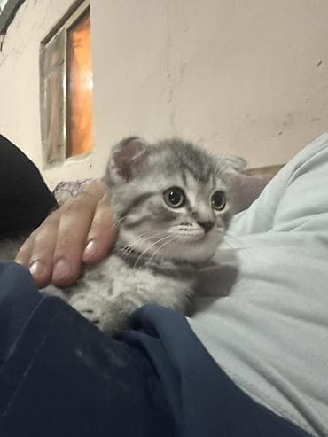 pisik geyimi: Şotland yastı qulaq — 3