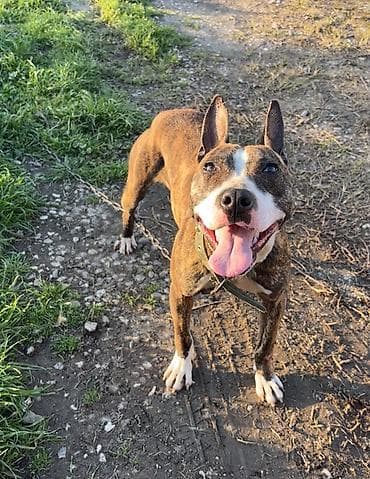 itler ucun qurd dermani: Pitbul, 11 ay, Dişi, Ödənişli çatdırılma — 3