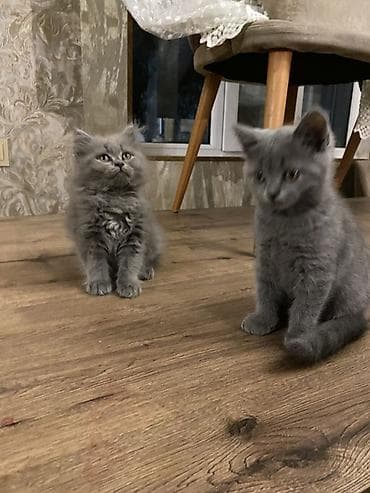 at balası: Erkək — 2