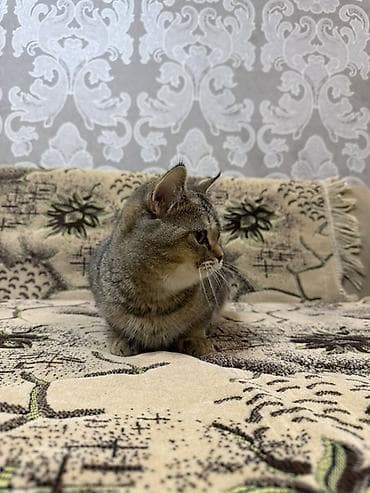 Britan, Dişi, Yaxşı əllərə, Ödənişli çatdırılma