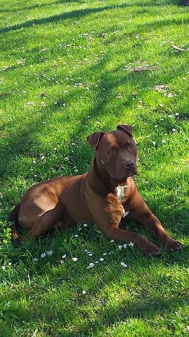 it cinsleri ve qiymetleri: Pitbul, 1 ay — 2