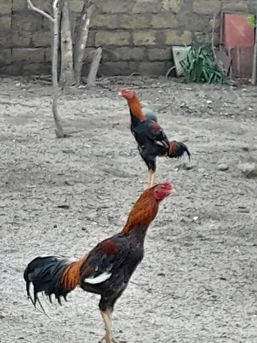 Satılır: Karadeniz Turk xoruzu və feresi Safqanlı döyüş tipli