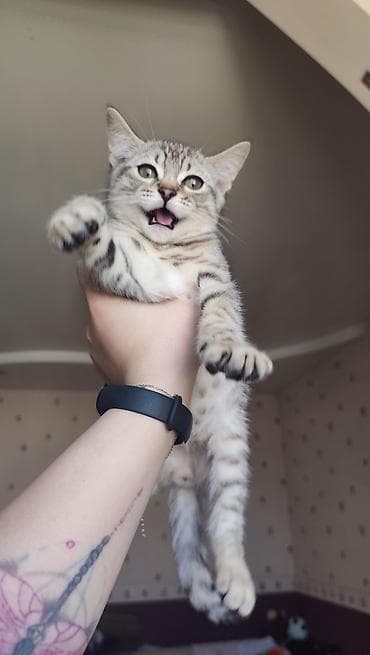 cat tanışlıq: Tabbi, Erkək, Pulsuz çatdırılma — 5