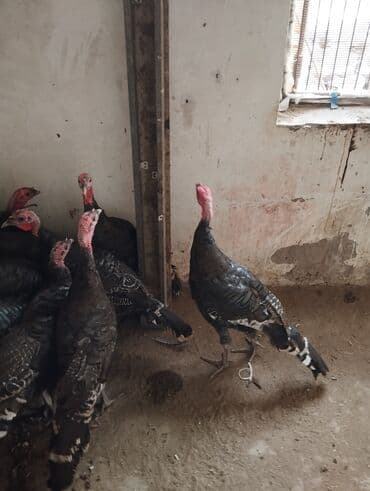 arı şəkilləri: 25 ədəd tam sağlam hindusqalar heyvanlar şüvelandadi Təsvir: - Qara — 1