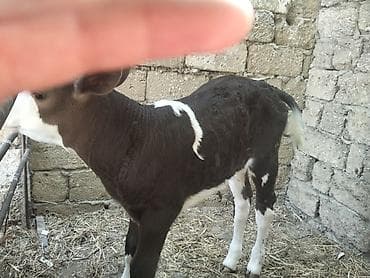 sort inəklər: Holşteyn inəklər satılır. Biri bir aydır doğub,dişi balalı, 35 litr — 6