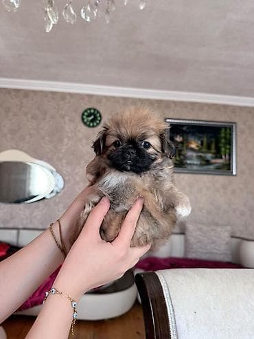 ucuz ev itləri: Pekines, 2 ay — 1