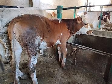 simmental inək cinsi: Dana, buzov, Dişi, Simental, ay: 11, 120 kq, Damazlıq, Ünvandan götürmə — 7