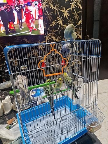 qus qefes: Bülbül (dalğalı papuqay) quşları və qəfəs dəsti -quslar satilir — 2