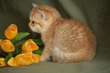 Птицы: Золотая шиншилла, Самец, Самка, Самовывоз — 2