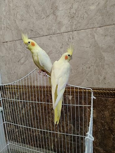tutu quşu: Nymph parakitləri (Cockatiel) – lutino rəng mutasiyası olan cüt - — 3