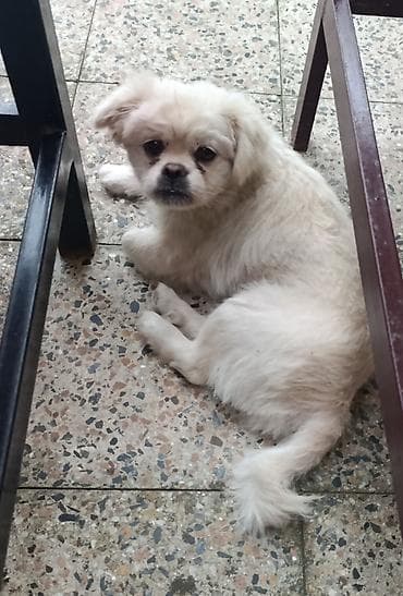 adamcil itler: Pekines, 3 ay, Erkek, Peyvəndli — 4