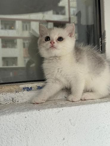 maykonq pişik: Britan — 3