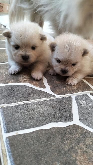 Şpitz, 1 ay, Dişi, Sənədli, Ünvandan götürmə