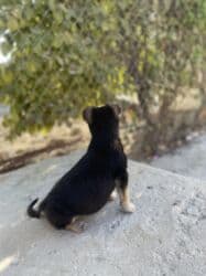 azerbaycan it adlari erkek: 2 ay, Peyvəndli — 3