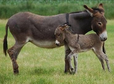 Akvariumlar: Eşşək – kənd təsərrüfatı və təsərrüfat işləri üçün universal heyvan - — 3