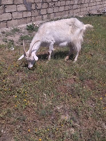 Dişi, il: 3, Damazlıq, Ünvandan götürmə
