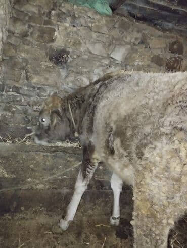 Toyuqlar: Dana, buzov, Erkək, ay: 6, Ətlik — 5