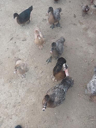 papuqay type 1: Cins lal ordekler macar qara zumrud qirmizi okuz lavanda findig reng — 7