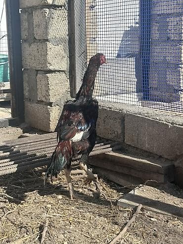 Heyvanlar üçün mallar: Xoruz, il: <1 — 2