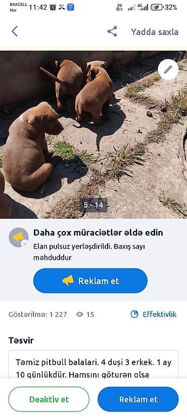 itlerin alisi: Pitbul, 1 ay — 4