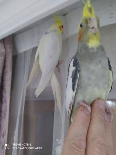 xaski it satisi: Salam danisan quslar satilir. Yaslari ferqlidir. Quslar dislemir — 8