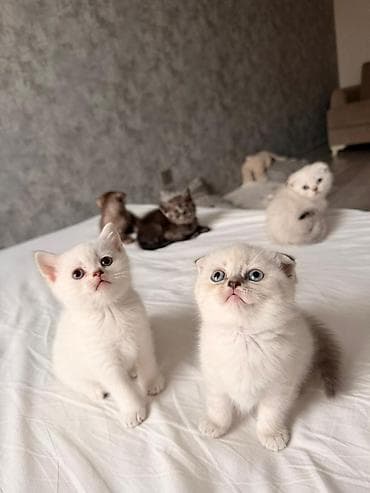 Sevimli Scottish Fold və British tipli pişik balaları - Növlər