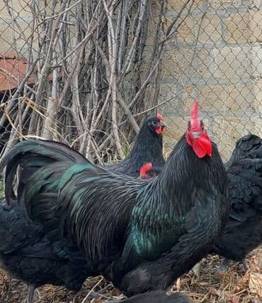 simmental inək satılır: Toyuq, Australorp, Ətlik — 4