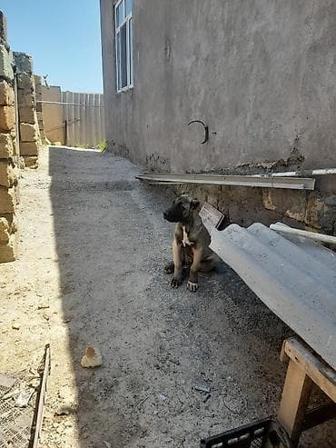 puddle it: Kanqal, 3 ay, Dişi — 2