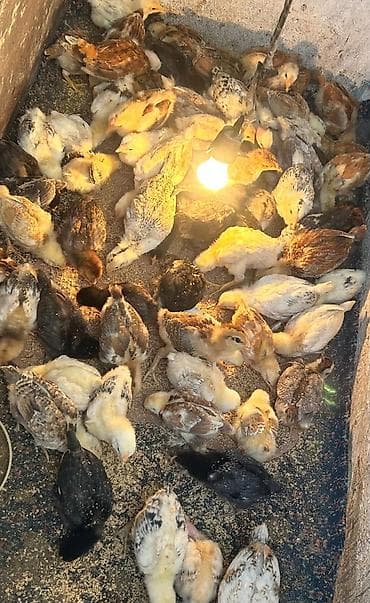 inkubator cucesi: Toyuq cücələri, Ətlik — 3