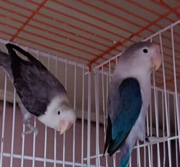 шпиц бу: Müxtəlif rənglərdə olan bu sevimli tutuquşular, evinizə sevinc və — 4