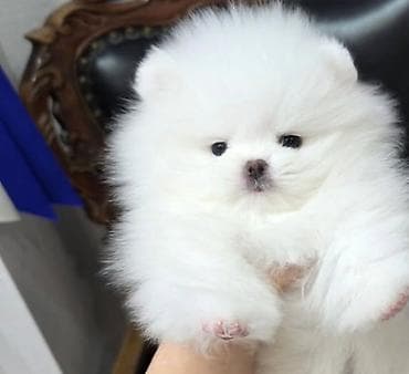Pomerin spits balası satılır dişi təmiz qan xaricdən gəlme baaldiilar