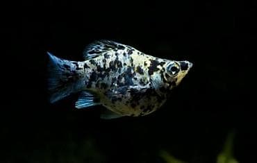 gence akvarium: Molinezi, Sülhsevər — 7