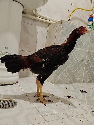 Yemlər: Xoruz, il: <1 — 3