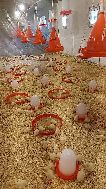 kend cuceleri: Toyuq cücələri, Ətlik, Ünvandan götürmə — 1