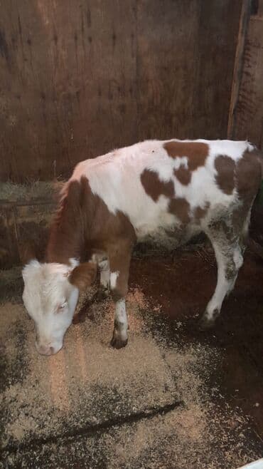 домики для хомяков: Теленок, Самец, Simental, месяцев: 4, Для мяса — 2