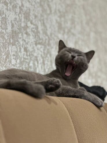 Собаки: Британская, Самка, В добрые руки — 1