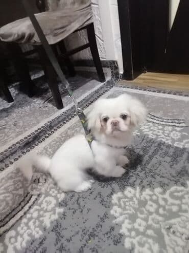 İtlər: Pekines, 4 ay, Erkek, Peyvəndli, Pulsuz çatdırılma — 5