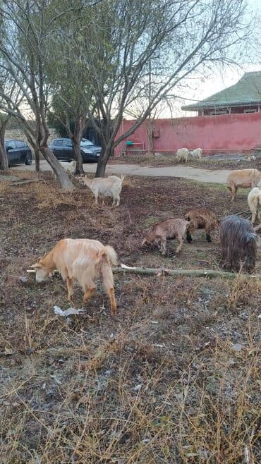 Dana, buzov: Keci ve cəpişlər Diri cəkisi 6.50m böyük dişi,və 5-6 aylig cəpişlər — 3