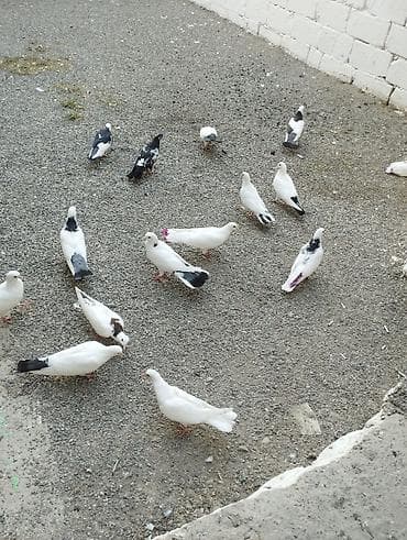 tovuz quşu qiyməti: Hoptum satilir 1ededi 15 aznden icinde deste boynugulluler ucanlar — 2