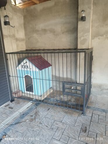 göyərçin evi: Mavi və ağ rəngli zolaqlı, qırmızı damlı, "KRAL" yazısı olan bu it — 2