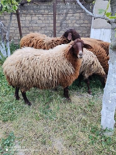 Qizil qulaq hundur uzun qulaqi sirqali Qala sortu temiz cins heyvandi