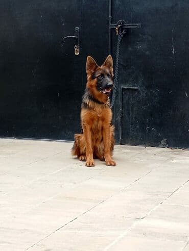 golden itlerin qiymeti: Alman çoban iti, 1 il, Dişi, Peyvəndli, Ödənişli çatdırılma — 1