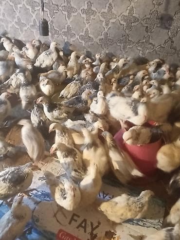 toyuq: Toyuq cücələri, Ətlik — 1