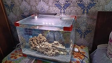 filter akvarium: Şüşə akvarium seti - Ölçü: təxmini 60×35×40 sm (50–60 litr həcmə — 2