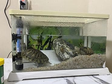 baliq tutan satilir: Dördbucaq akvarium, Balıqlarla birlikdə, 12 l, Ünvandan götürmə — 10